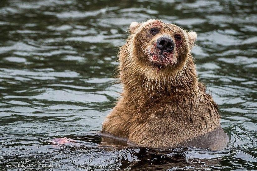 Kamchatka. Salmón Kamchatka. Salmón