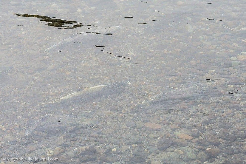 Kamchatka. Salmón Kamchatka. Salmón