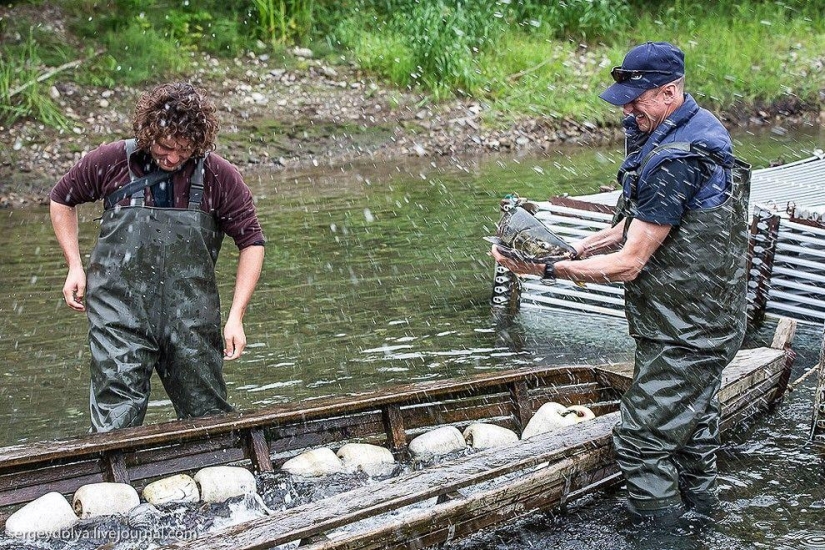 Kamchatka. Salmón Kamchatka. Salmón