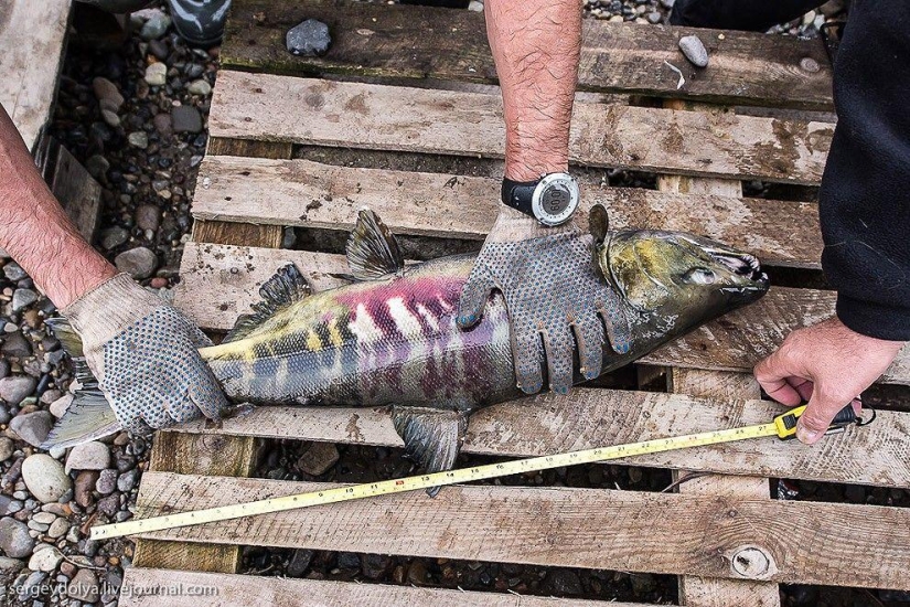 Kamchatka. Salmon Kamchatka. Salmon