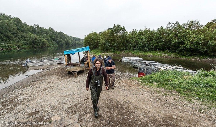 Kamchatka. Salmon Kamchatka. Salmon