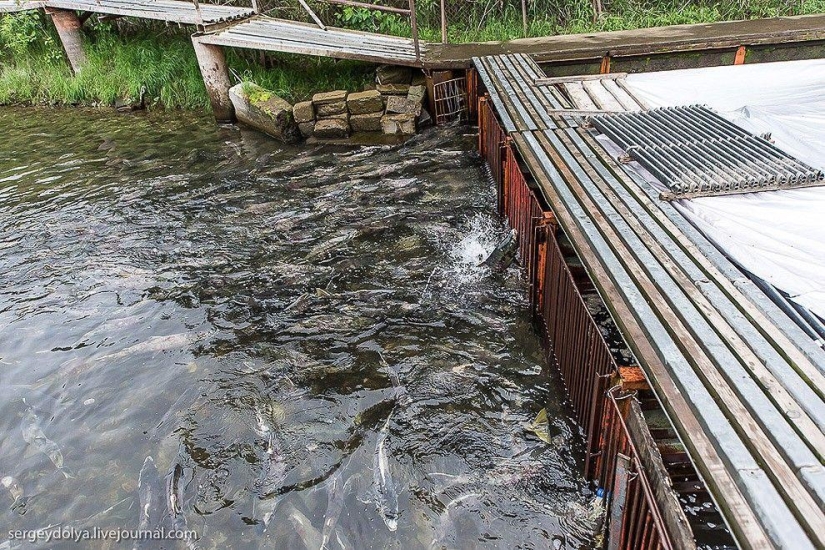 Kamchatka. Salmon Kamchatka. Salmon