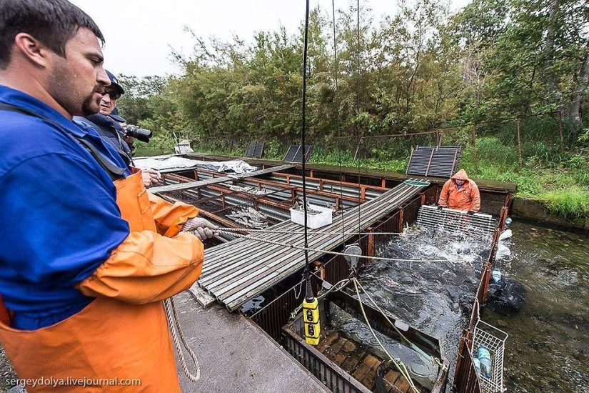 Kamchatka. Salmon Kamchatka. Salmon