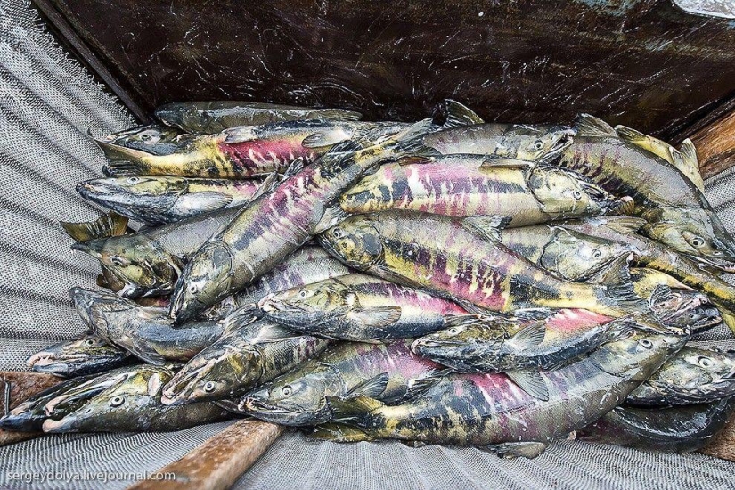 Kamchatka. Salmon Kamchatka. Salmon