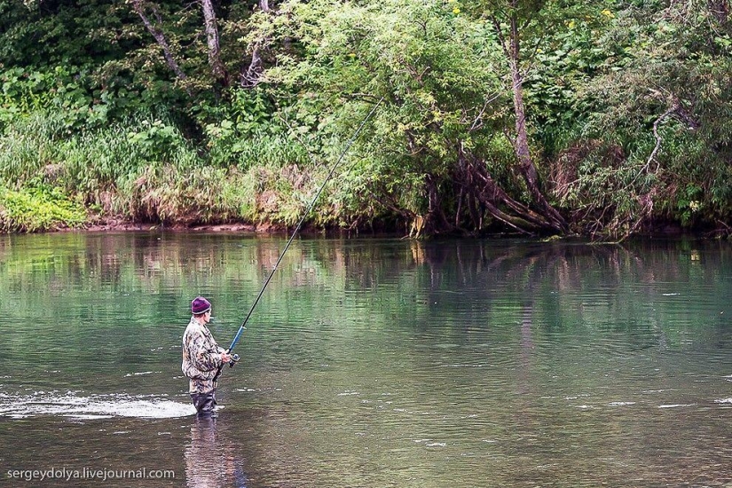 Kamchatka. Salmon Kamchatka. Salmon
