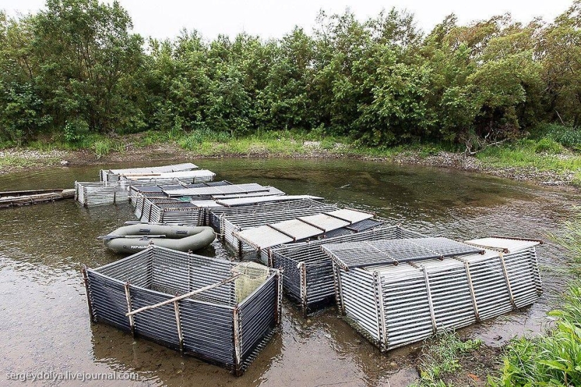 Kamchatka. Salmon Kamchatka. Salmon