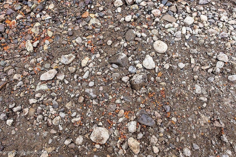 Kamchatka. Salmon Kamchatka. Salmon