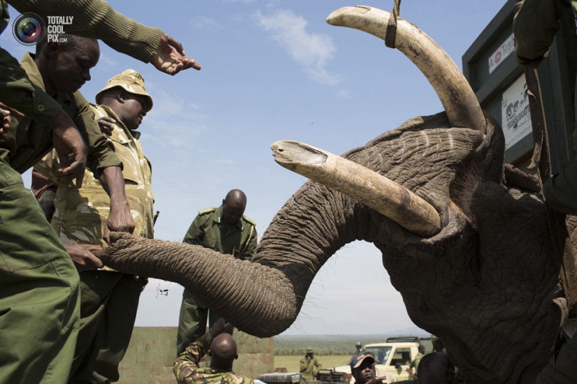 Kenya Wildlife Service relocates elephants