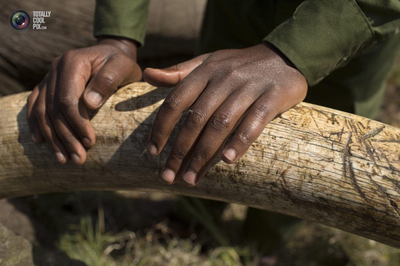 Kenya Wildlife Service relocates elephants
