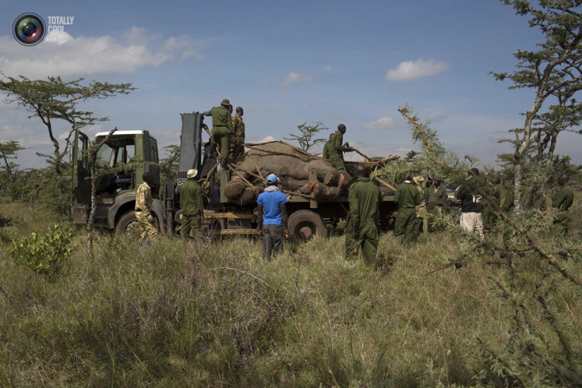 Kenya Wildlife Service relocates elephants