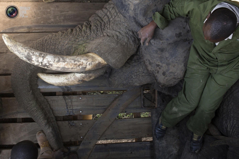 Kenya Wildlife Service relocates elephants