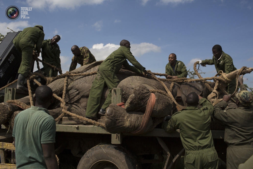 Kenya Wildlife Service relocates elephants
