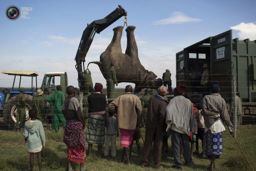 Kenya Wildlife Service relocates elephants