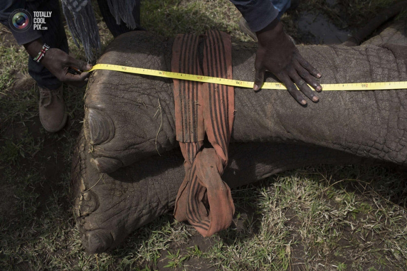 Kenya Wildlife Service relocates elephants