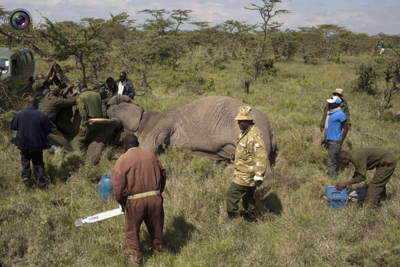 Kenya Wildlife Service relocates elephants