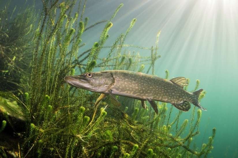 Kilómetros de agua sobre nosotros: ganadores del premio al fotógrafo submarino del año 2015