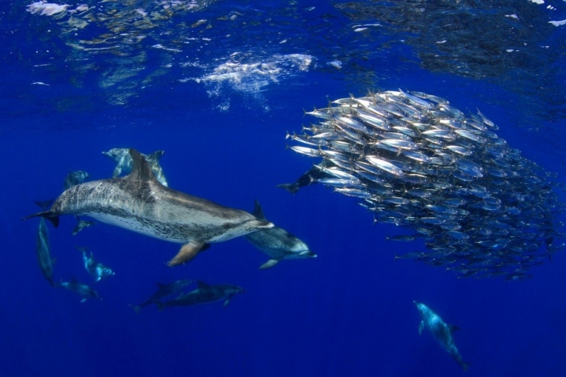 Kilómetros de agua sobre nosotros: ganadores del premio al fotógrafo submarino del año 2015