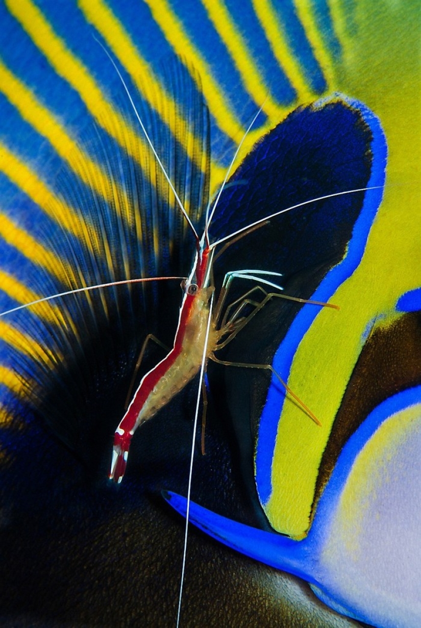 Kilometers of water above us: 2015 Underwater Photographer of the Year Award Winners