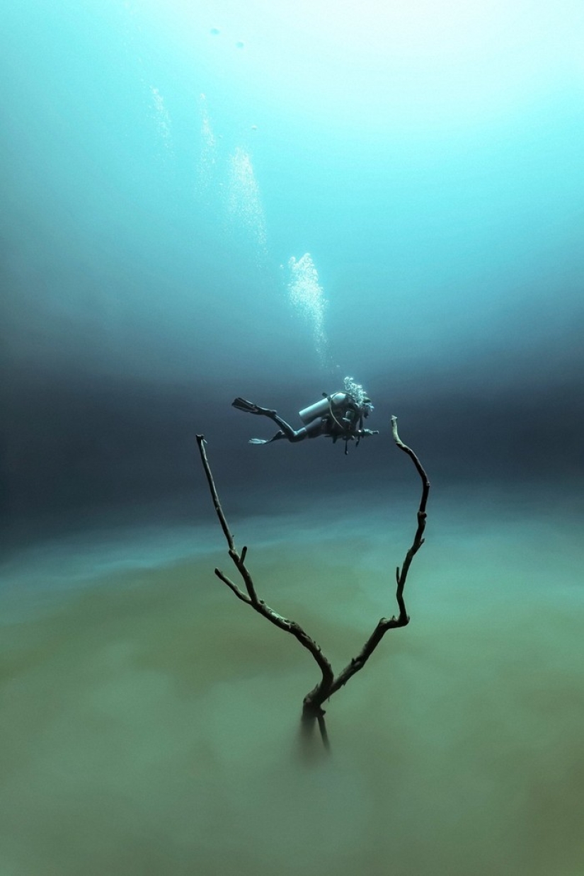 Kilometers of water above us: 2015 Underwater Photographer of the Year Award Winners