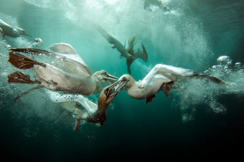 Kilometers of water above us: 2015 Underwater Photographer of the Year Award Winners