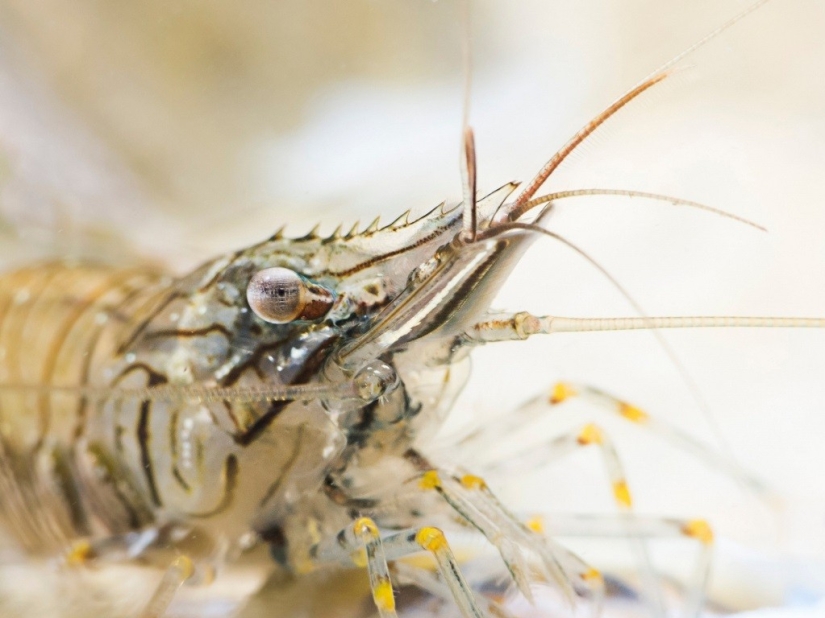 Kilometers of water above us: 2015 Underwater Photographer of the Year Award Winners