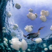 Kilometers of water above us: 2015 Underwater Photographer of the Year Award Winners