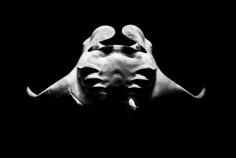 Kilometers of water above us: 2015 Underwater Photographer of the Year Award Winners