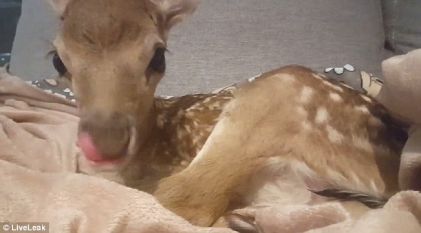 Kindness will save the world: how a pigeon made friends with an orphaned fawn