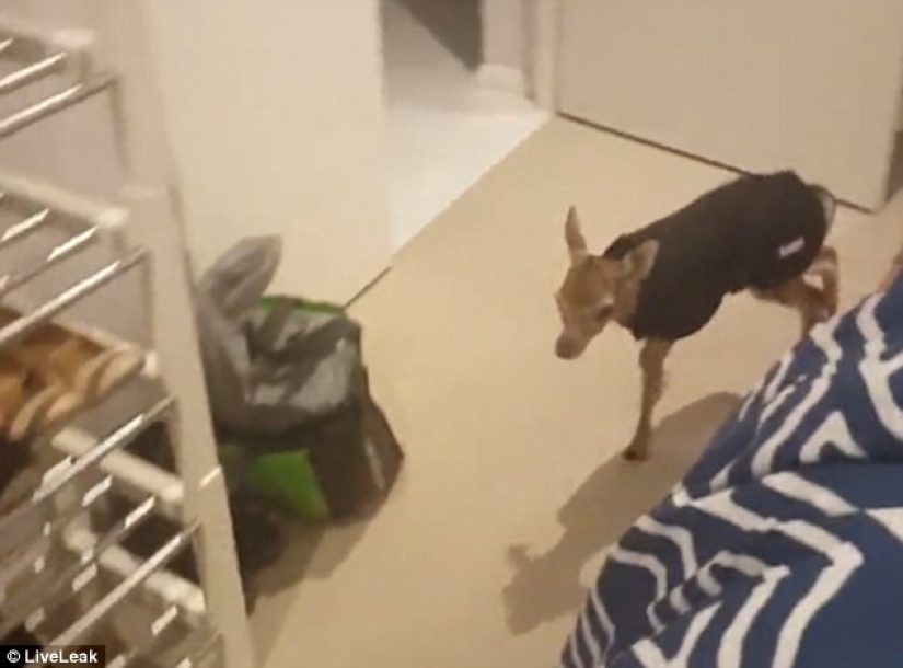 Kindness will save the world: how a pigeon made friends with an orphaned fawn