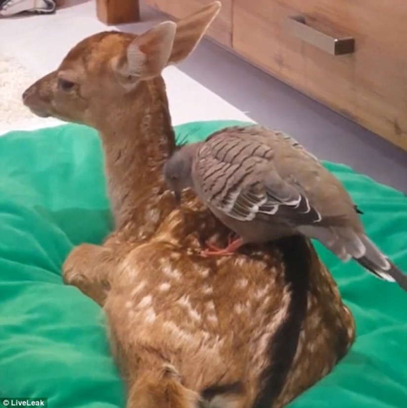 Kindness will save the world: how a pigeon made friends with an orphaned fawn