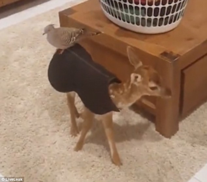 Kindness will save the world: how a pigeon made friends with an orphaned fawn