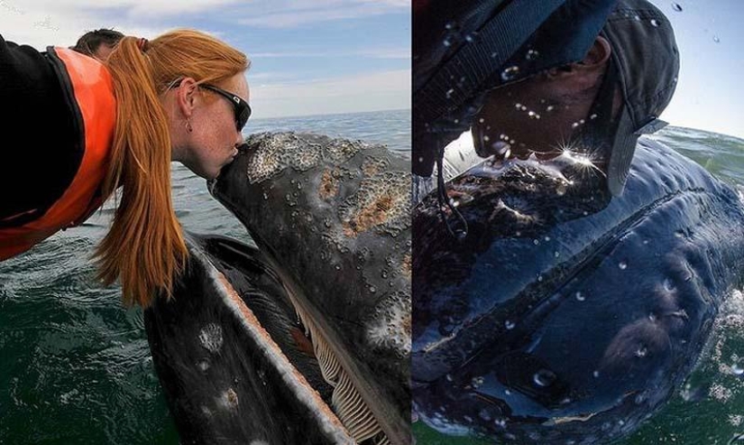 Kiss the whale Kiss the whale