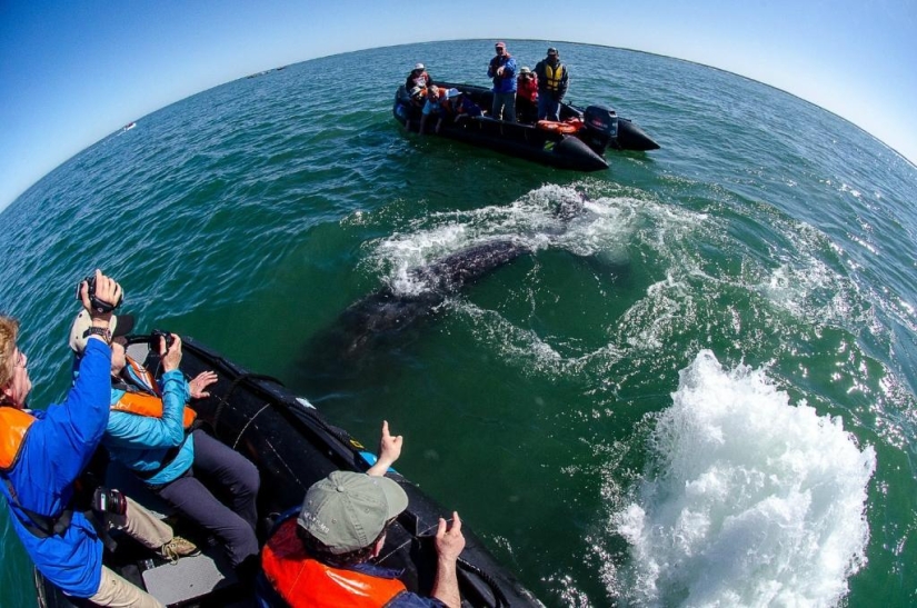 Kiss the whale Kiss the whale