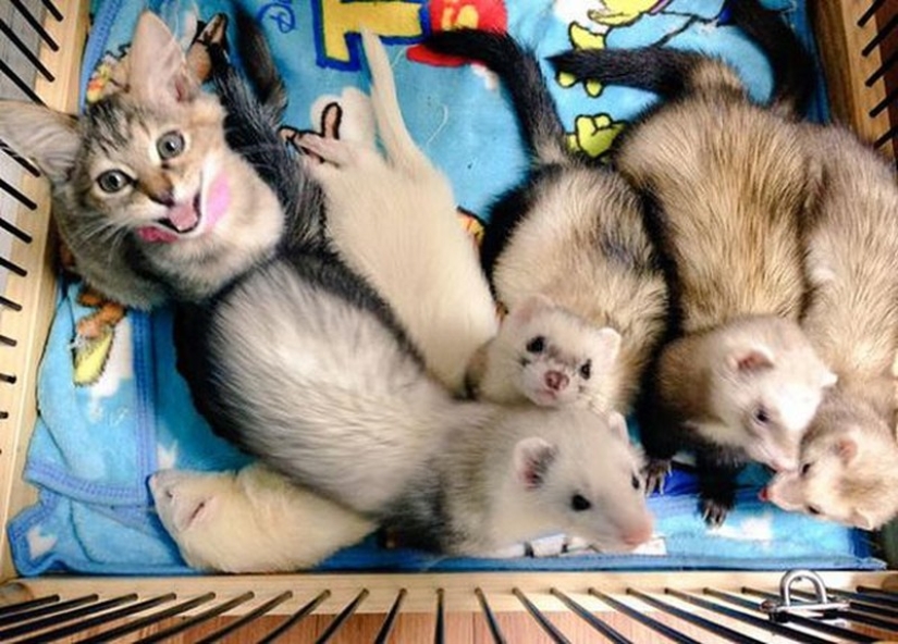 Kitten Adopted by Ferrets Thinks He's a Ferret Too