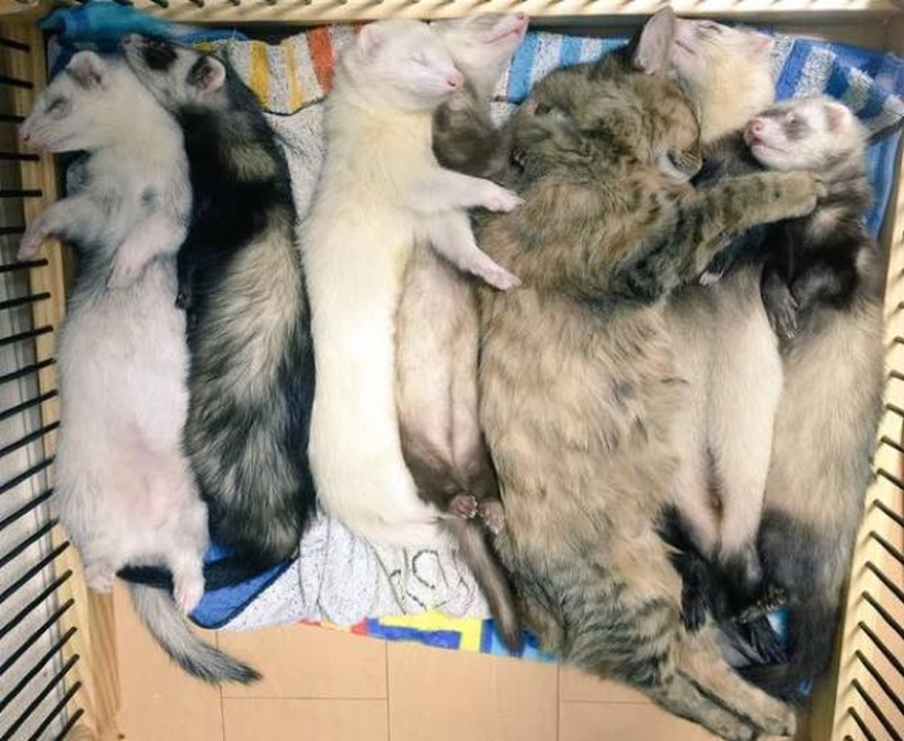 Kitten Adopted by Ferrets Thinks He's a Ferret Too