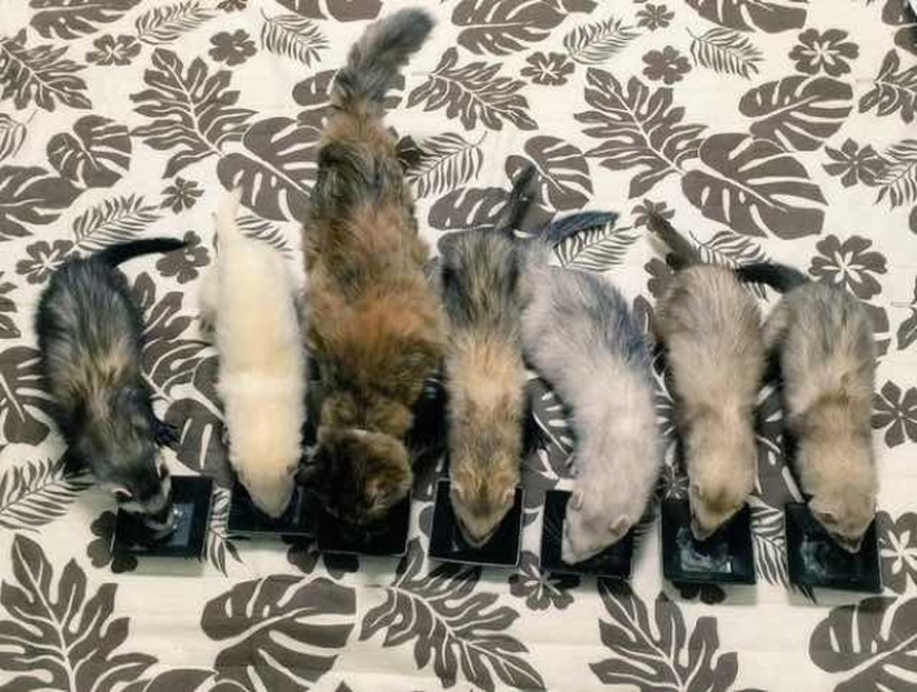 Kitten Adopted by Ferrets Thinks He's a Ferret Too