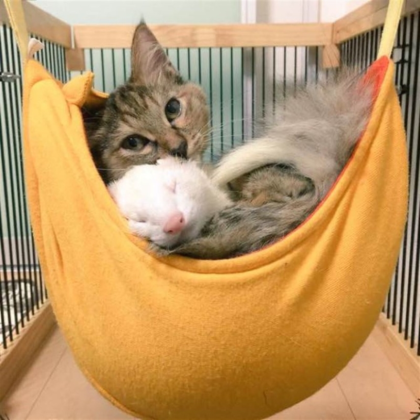 Kitten Adopted by Ferrets Thinks He's a Ferret Too