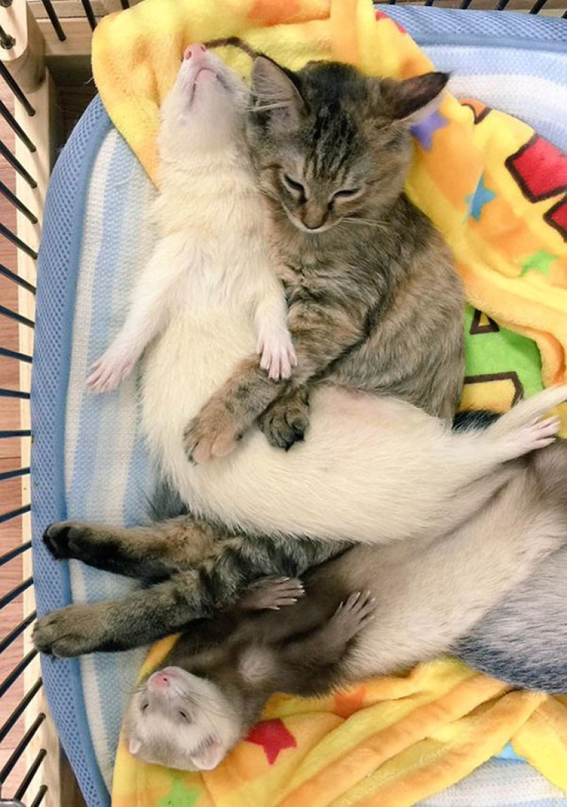 Kitten Adopted by Ferrets Thinks He's a Ferret Too