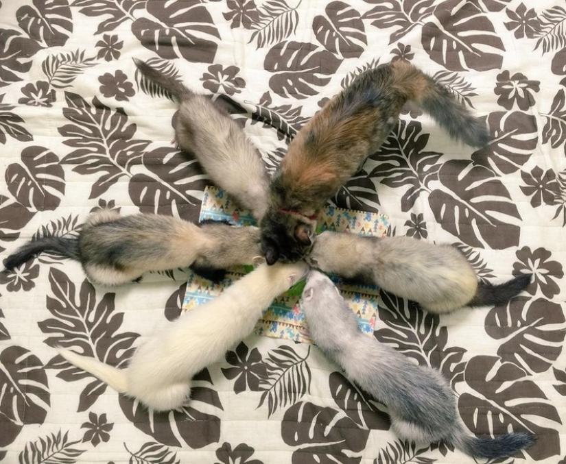 Kitten Adopted by Ferrets Thinks He's a Ferret Too