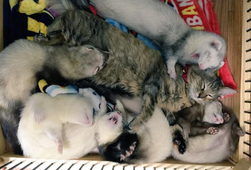 Kitten Adopted by Ferrets Thinks He's a Ferret Too