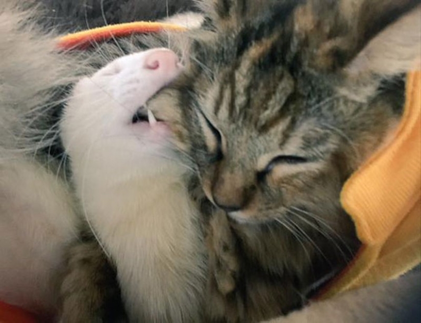 Kitten Adopted by Ferrets Thinks He's a Ferret Too