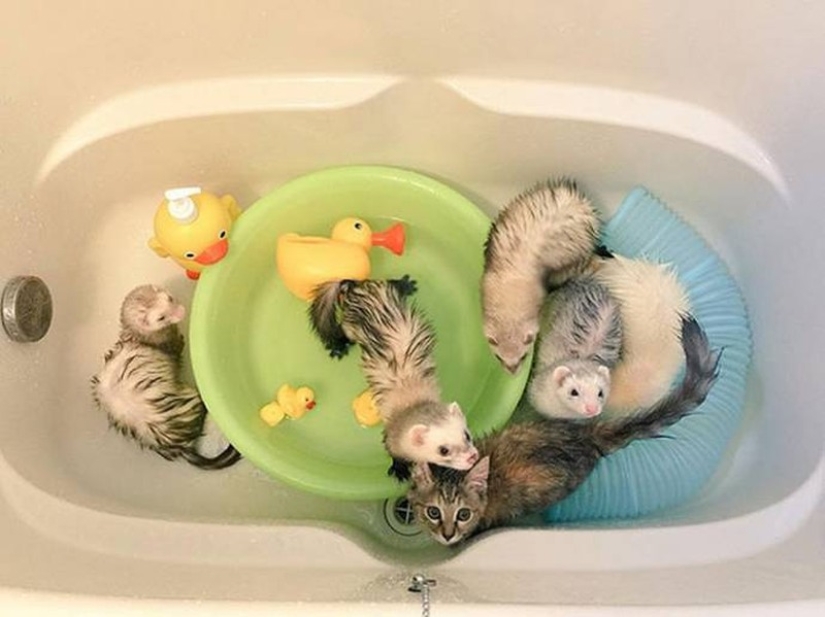Kitten Adopted by Ferrets Thinks He's a Ferret Too