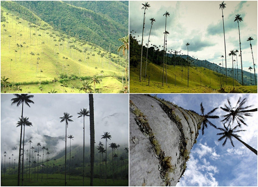 Kokora - the valley of unique palm trees