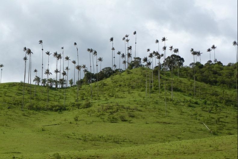 Kokora - the valley of unique palm trees
