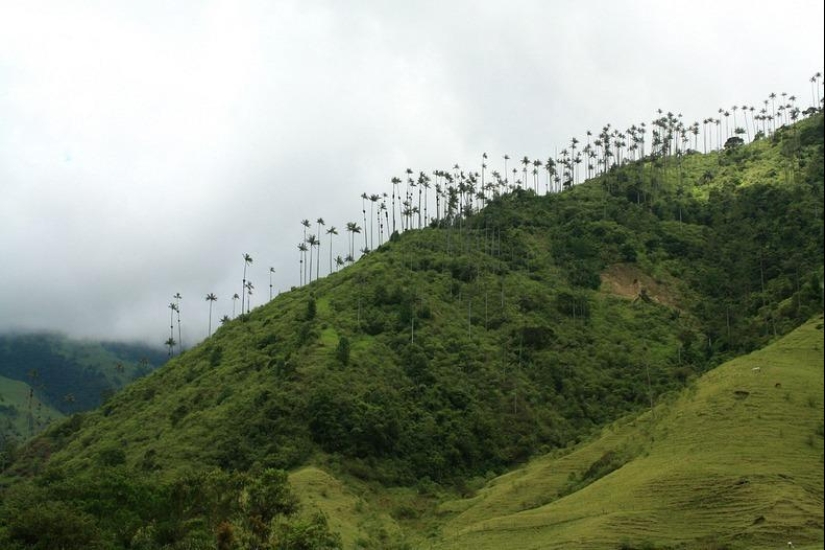 Kokora - the valley of unique palm trees