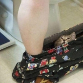 Kote está en todas partes