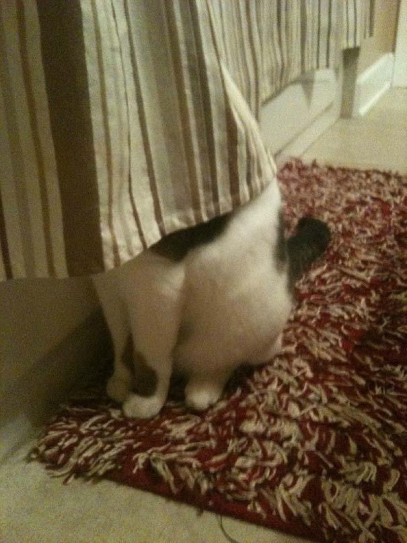 Kote is everywhere Kote is everywhere