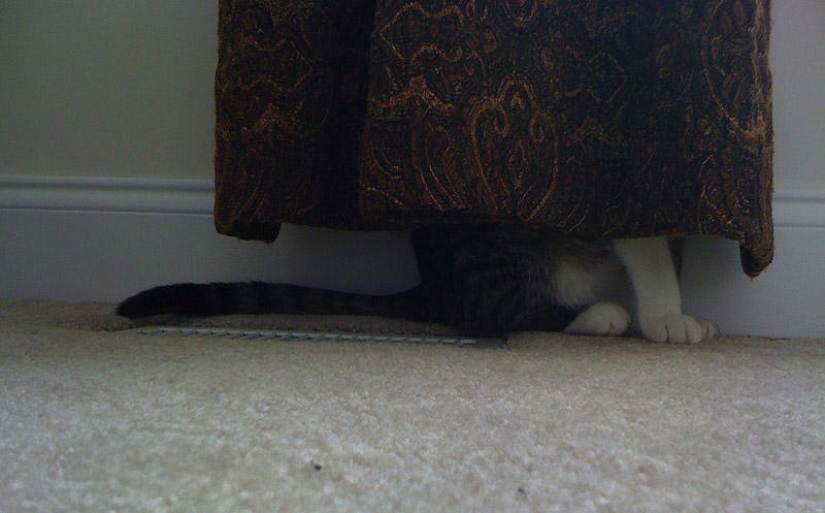 Kote is everywhere Kote is everywhere