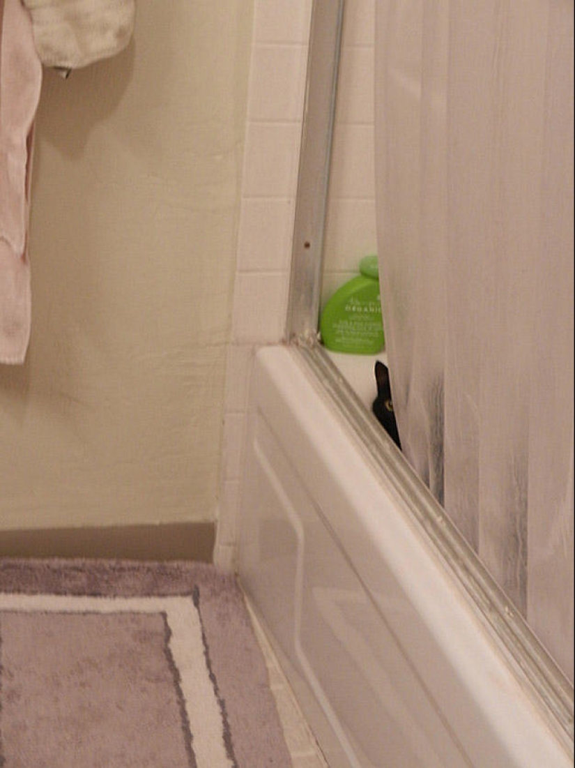 Kote is everywhere Kote is everywhere