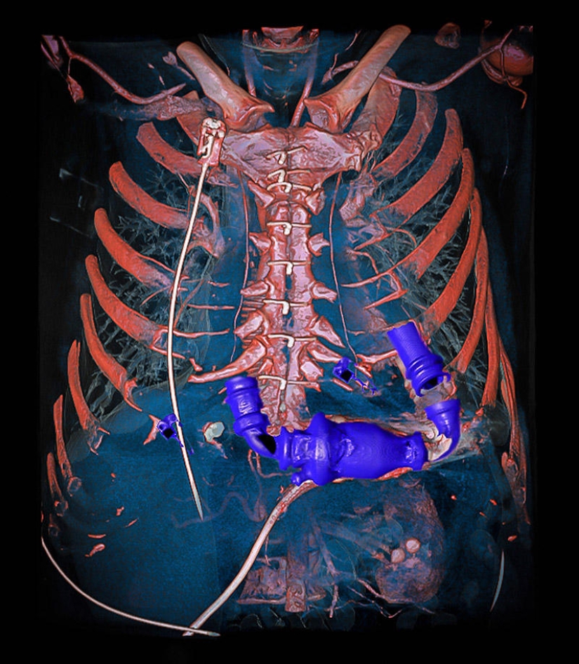 La belleza hechizante del mejor personal científico del año